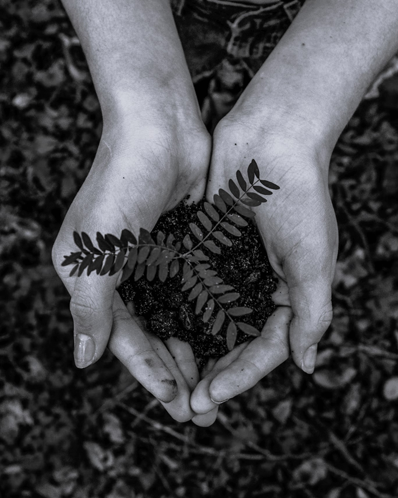 Hand hält Pflanze
